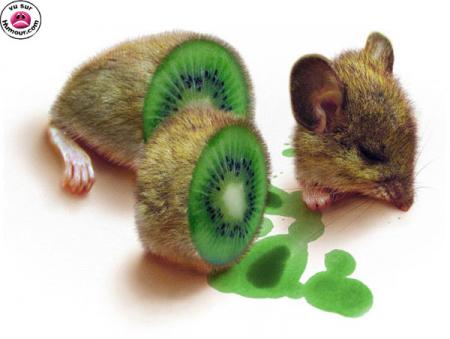 La souris